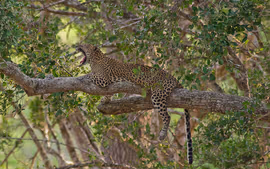Maravillas de Sri Lanka