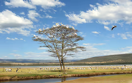 KENYA ESENCIAL Y EXTENSIÓN A ISLA MAURICIO