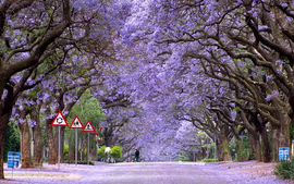 DESCUBRIENDO SUDAFRICA