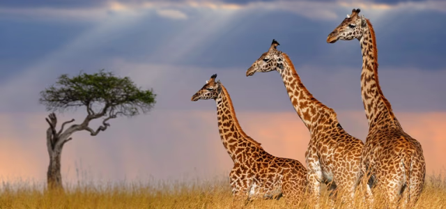 Descubre los mejores viajes de Aventura y Safaris