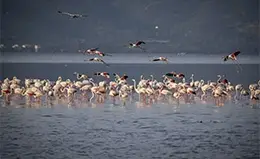 Avistamiento de flamencos en el Lago Nakuru.