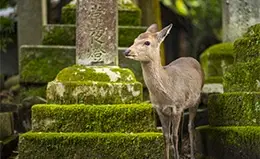 Encuentro con los ciervos sagrados de Nara.