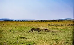 Viaje a la Reserva Nacional de Masai Mara