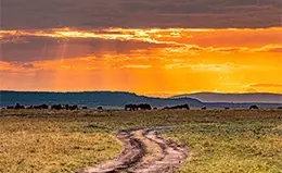 Safari al amanecer en Masai Mara
