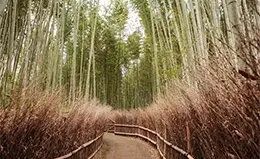 Visita a Arashiyama y místico bosque de bambú