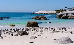 Visita al Cabo de Buena Esperanza y colonia de pingüinos