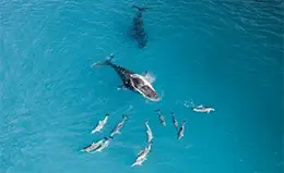 Avistamiento de ballenas en Hermanus (de julio a noviembre)