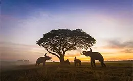 Safari a lomos de elefante y descenso en balsas de bambú.