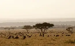 Safari matutino en el Serengeti