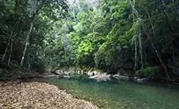 Excursión opcional al bosque tropical de Daintree