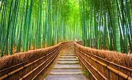 Paseo por el bosque de bambú en Hokoku-ji.