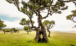 Safari en el cráter de Ngorongoro