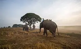 Safari en elefante a través de la jungla tailandesa.