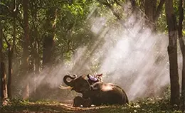 Safari en elefante por la jungla de Chiang Mai.