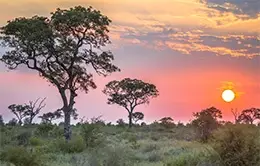 Safari matutino en el Parque Kruger