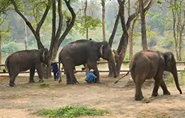 Experiencia única en el santuario de elefantes.
