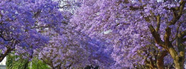 Sudáfrica con Ruta Jardín