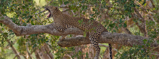 Maravillas de Sri Lanka