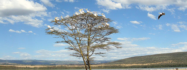 KENYA ESENCIAL Y EXTENSIÓN A ISLA MAURICIO