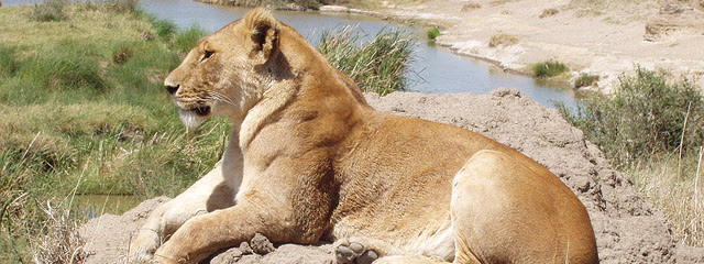 TANZANIA ESENCIAL Y ZANZIBAR