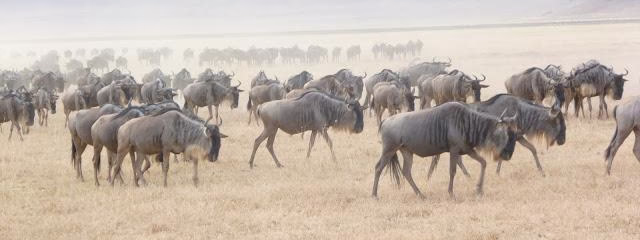 RECUERDOS DE TANZANIA Y ZANZIBAR