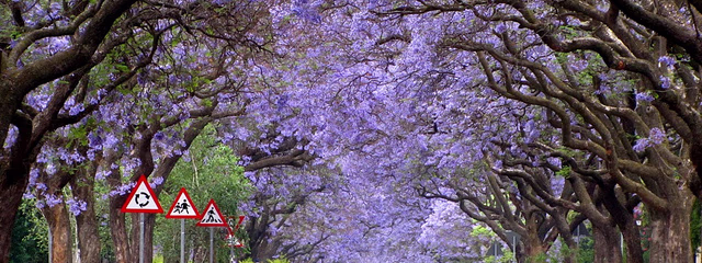 DESCUBRIENDO SUDAFRICA Y CATARATAS VICTORIA (ZAMBIA) CON CHOBE