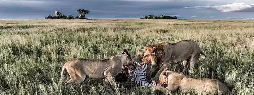 GRAN SAFARI DESDE KENYA A TANZANIA